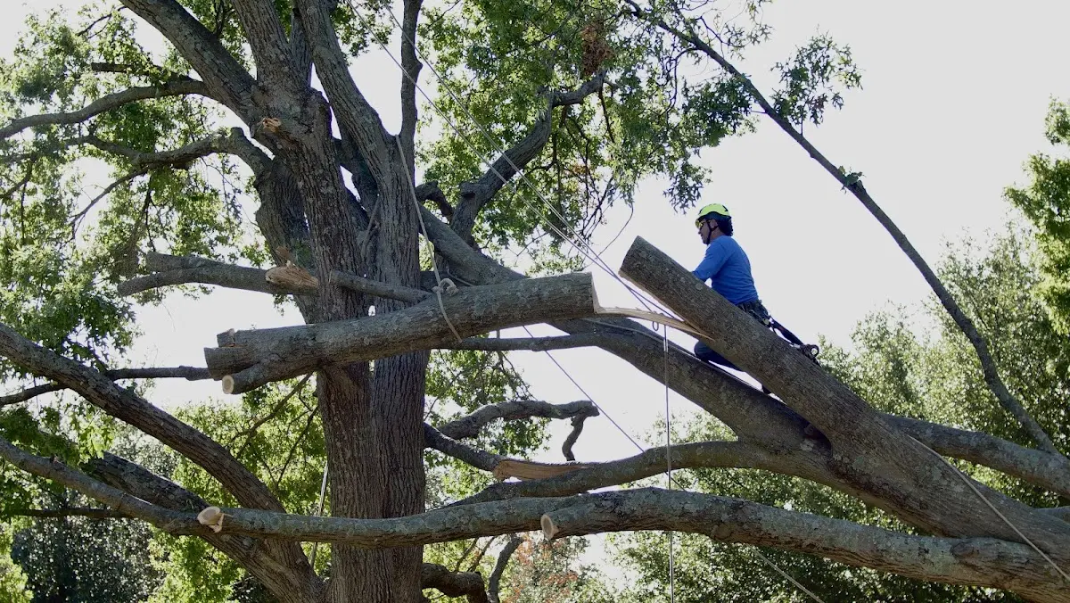 Professional Crown Thinning performed by certified arborists in Eyota