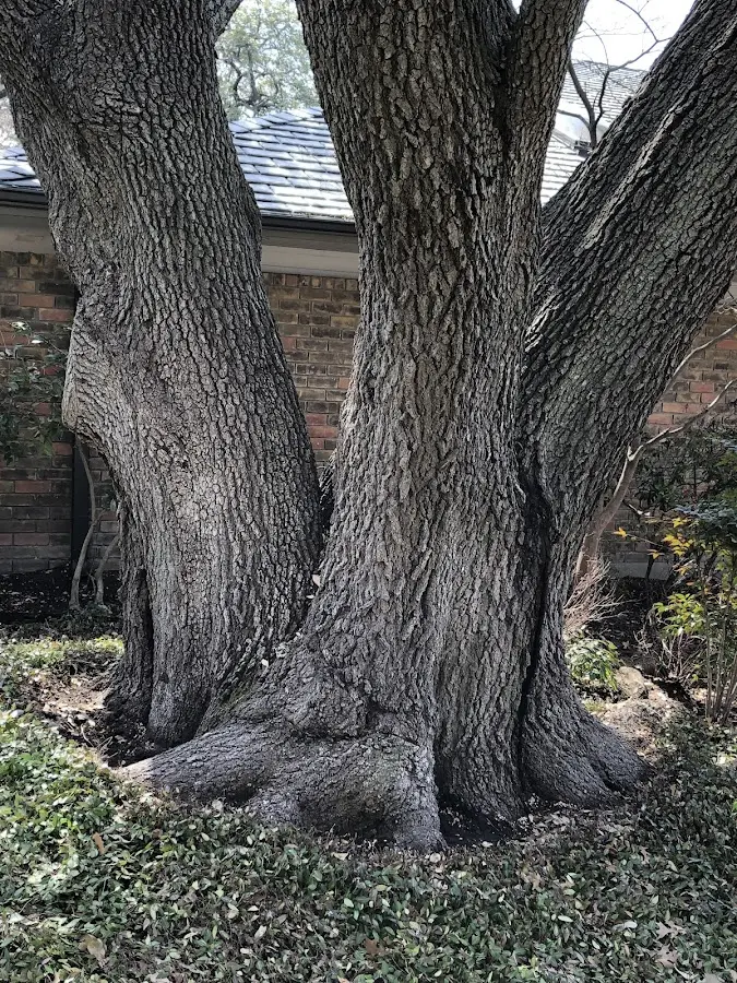 Mature heritage tree close to a Eyota property cared for by certified arborists